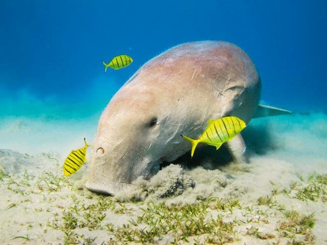 aktivity a výlety v Marsa Alam abu dabbab dugong